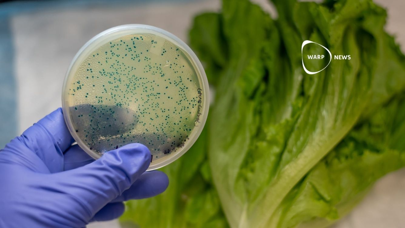 🦠 AI skapar virus som dödar E. coli-bakterier