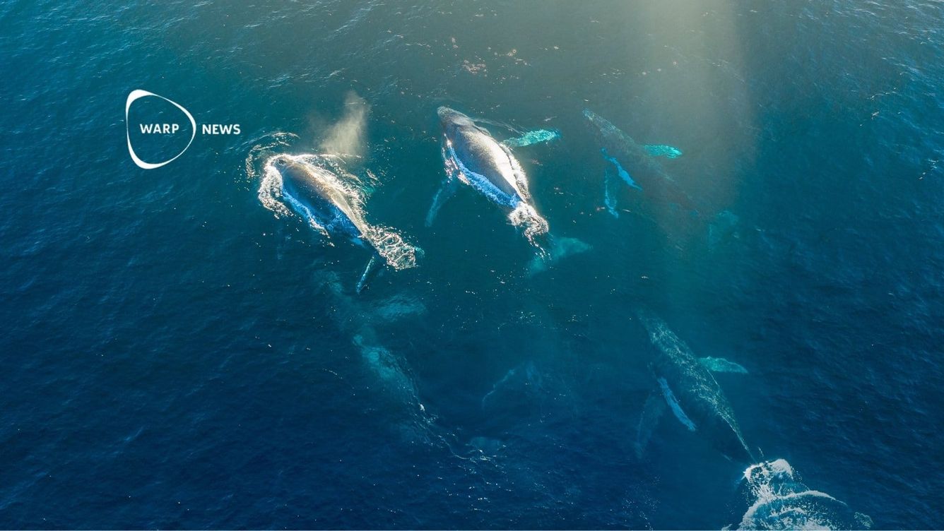 🐋 Fler knölvalar nu än före den industriella valfångsten inleddes