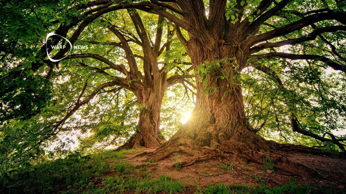 🌲 Skogstäckning ökar i flera regioner – FAO-rapport visar minskad avskogning globalt