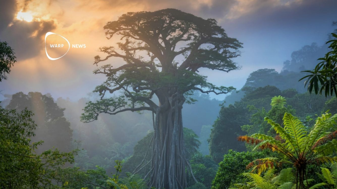 🌳 Avskogningen i Amazonas når lägsta nivå på ett årtionde