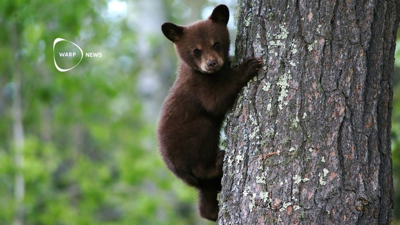 🐺 Nordamerikas stora rovdjur har återhämtat sig under de senaste 50 åren