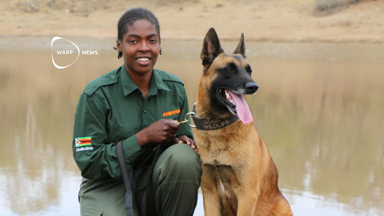 🐕 Tränade hundar spårar tjuvjägare i Afrika