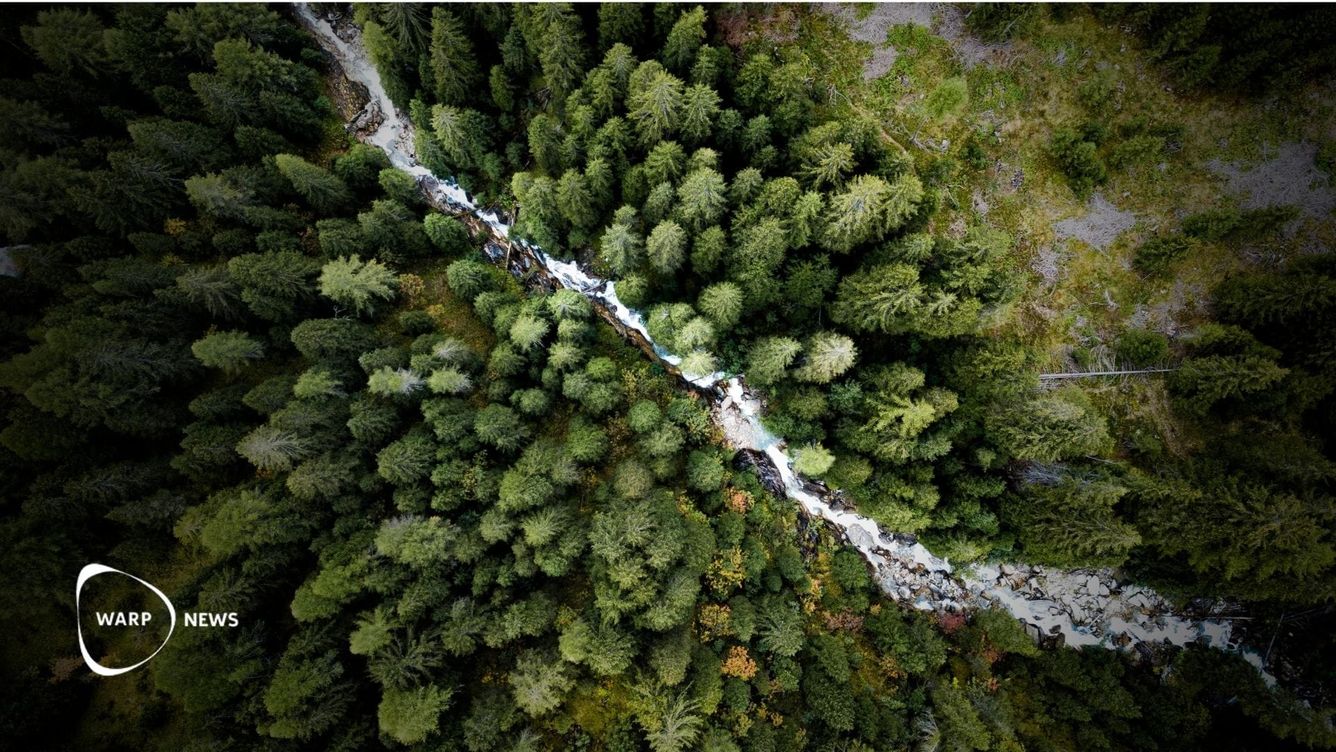 🌲 Avskogningen bromsar in – skogen breder ut sig i allt fler regioner