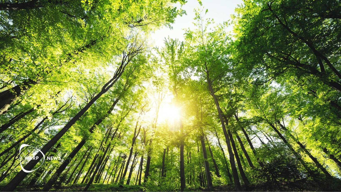 🌲 Europas skogar växer snabbare än de avverkas