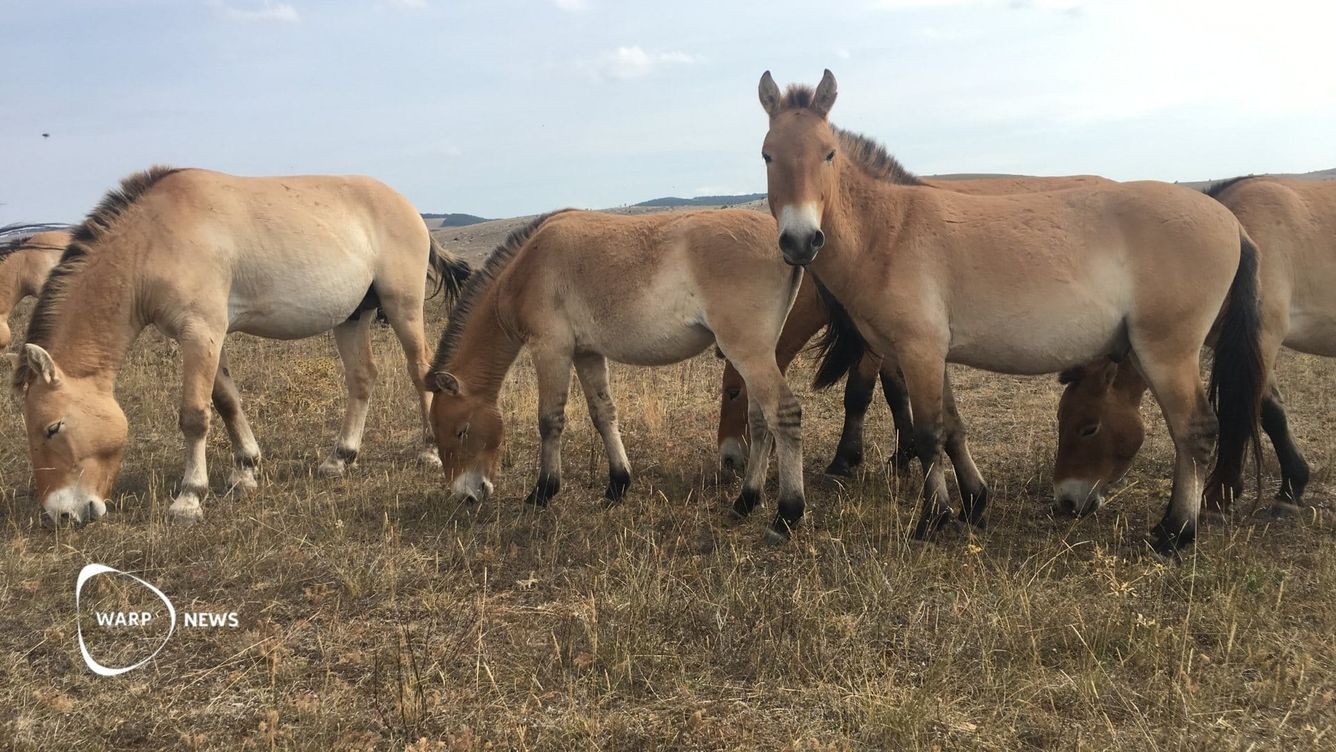 🐴 Världens enda kvarvarande vilda hästart tillbaka från randen av utrotning