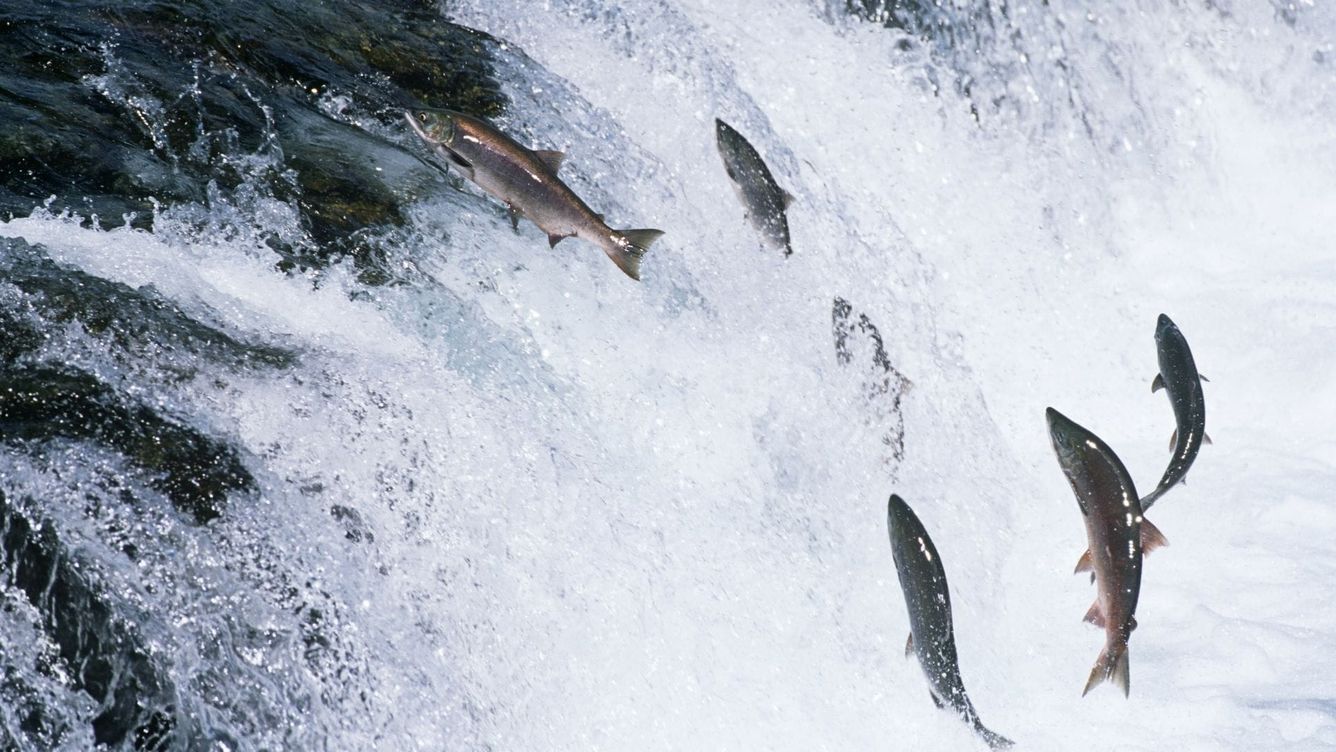 🐟 20 000 laxar tillbaka i Klamathfloden efter att dammarna revs