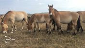 🐴 Världens enda kvarvarande vilda hästart tillbaka från randen av utrotning