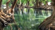 🌳 Mangroveskogarna minskade fram till 2010, men har sedan dess växt kraftigt