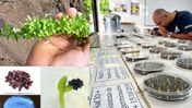 🌱 Galápagosväxt som var nere i sex exemplar återhämtar sig