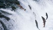 🐟 20 000 laxar tillbaka i Klamathfloden efter att dammarna revs