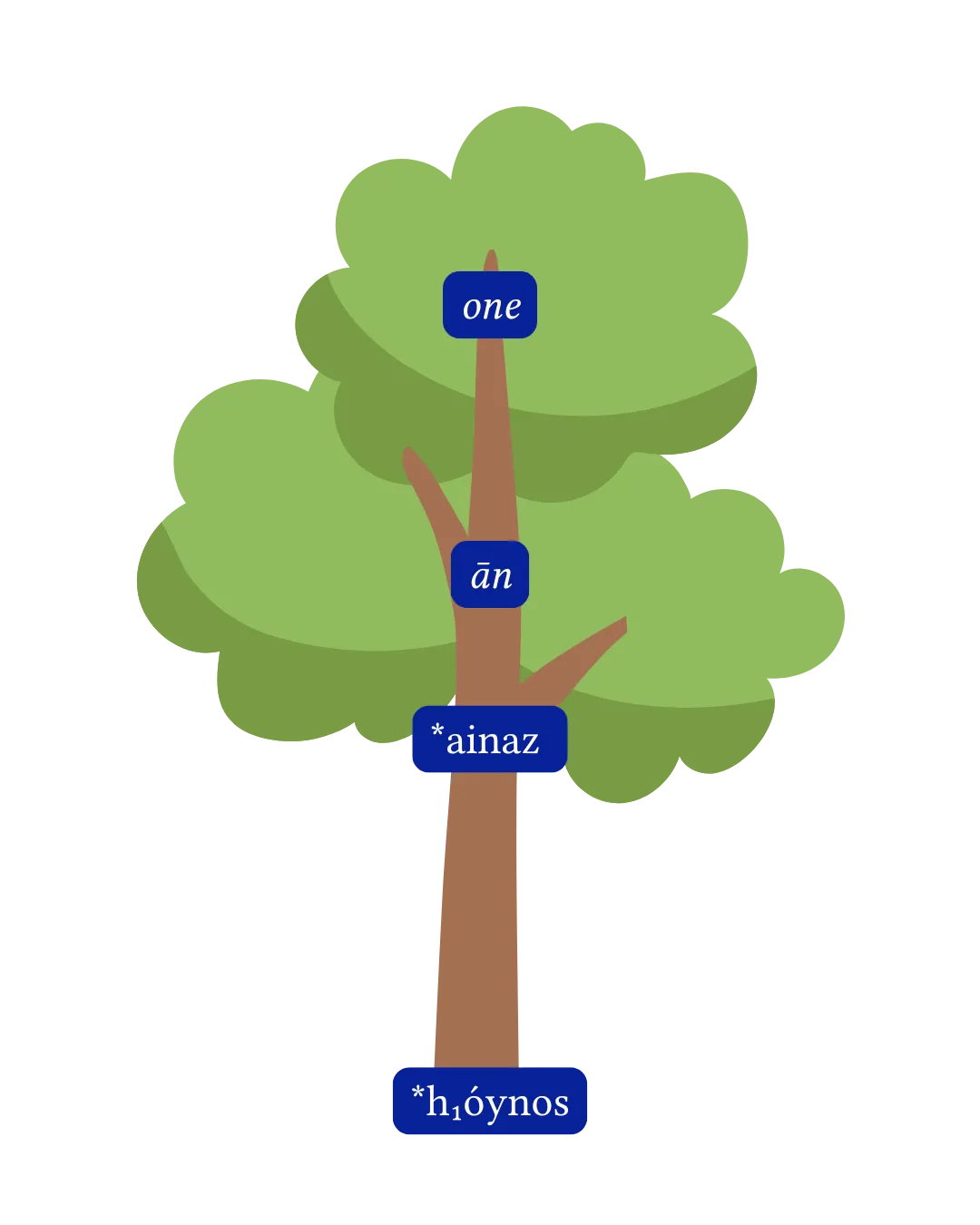 A graphic of a tree with the Proto-Indo-European word for ‘one’, *h₁óynos, down at its roots, and the Modern English word “one” at the top nestled in the leaves, and various stages of the word between the two at different branches.