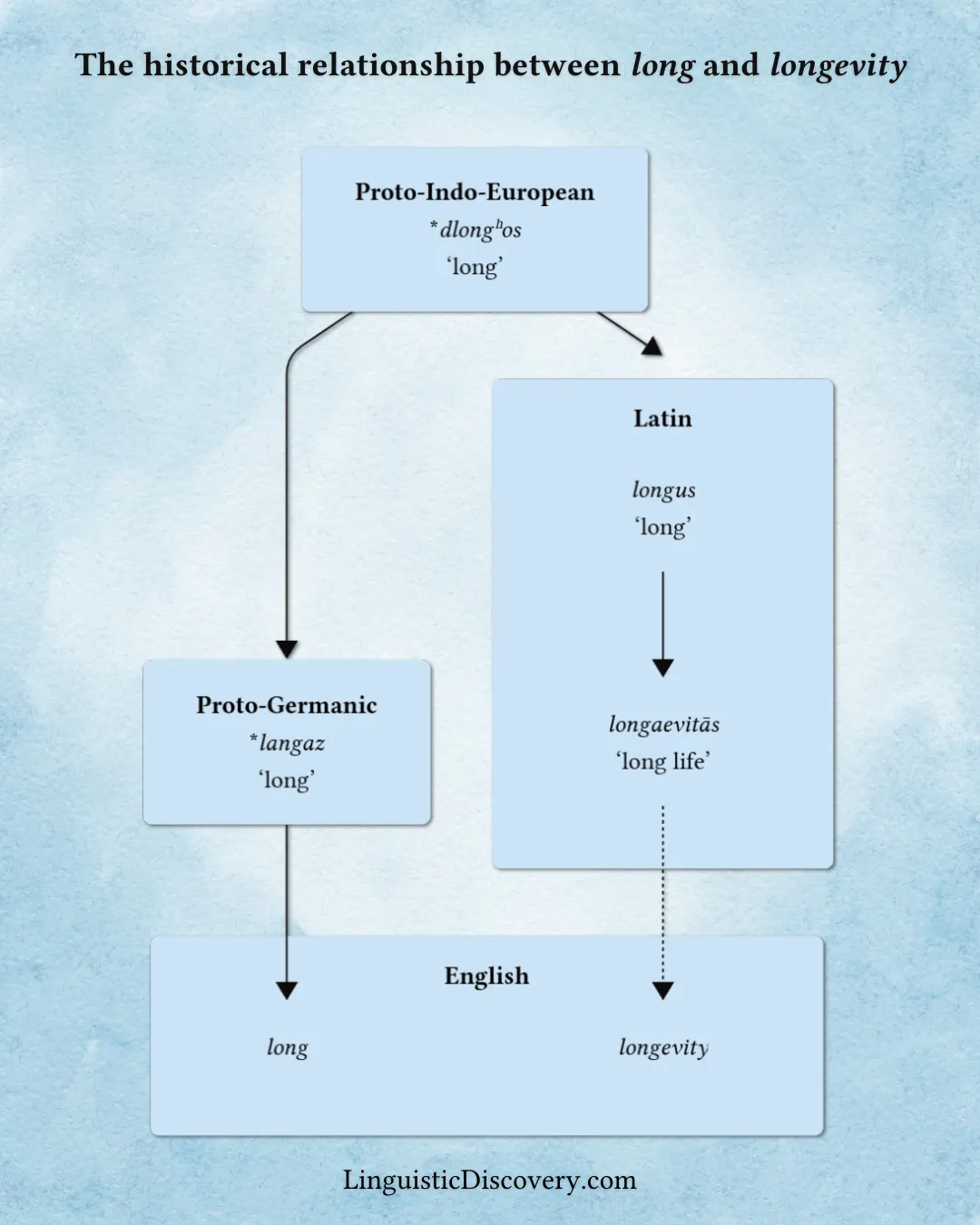 An etymological flowchart showing how the Proto-Indo-European word *dlongʰos ‘long’ evolved independently in Latin and Germanic into longevity and long respectively.