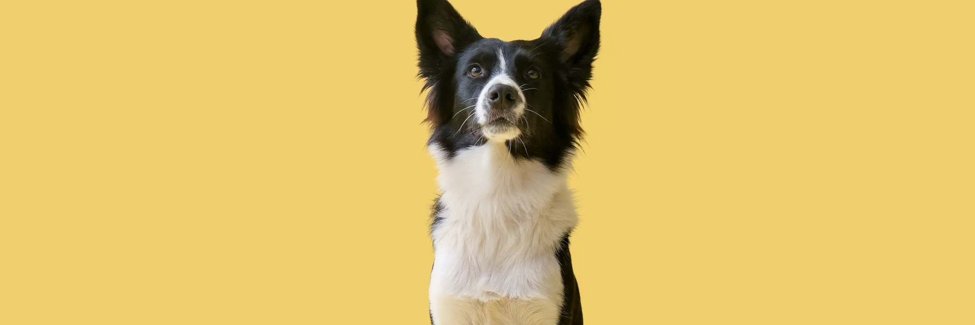 A border collie facing the camera against a yellow background