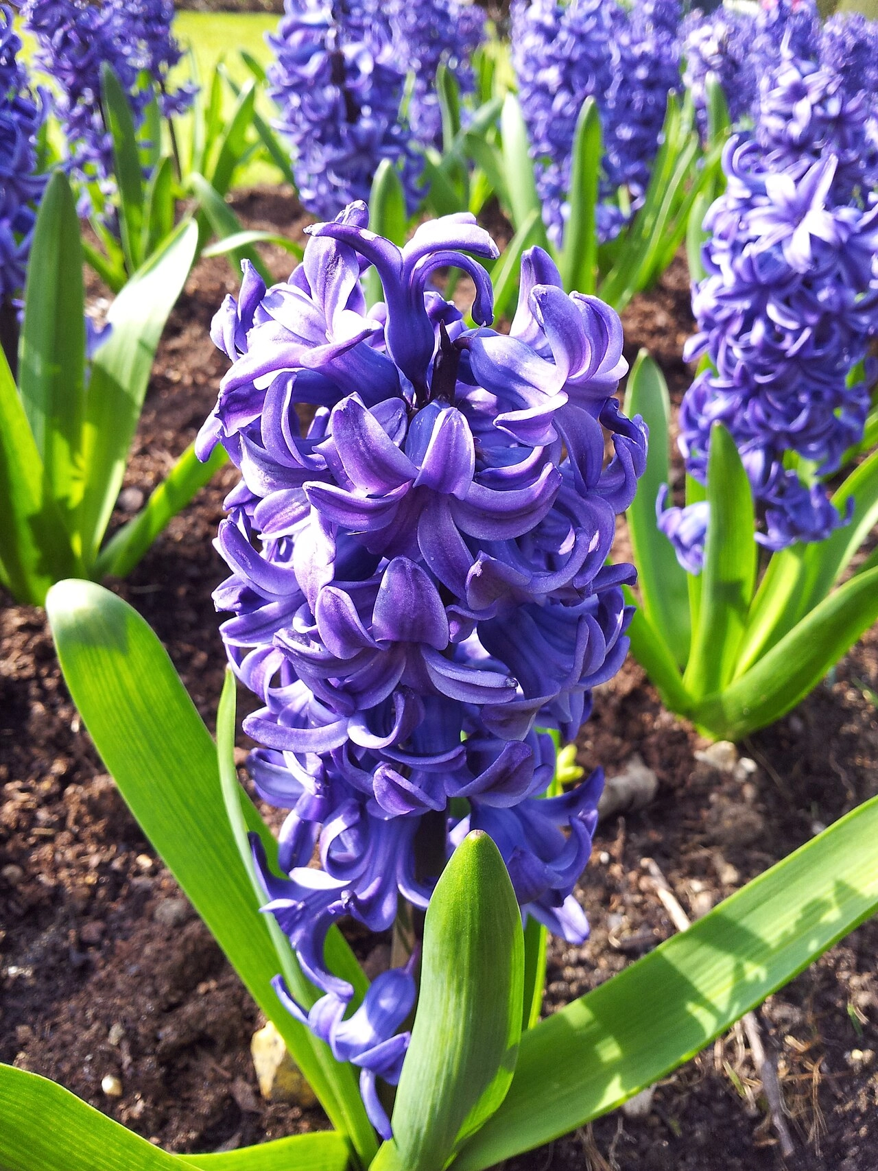 A closeup photograph of a vibrantly-colored violent hyacinth