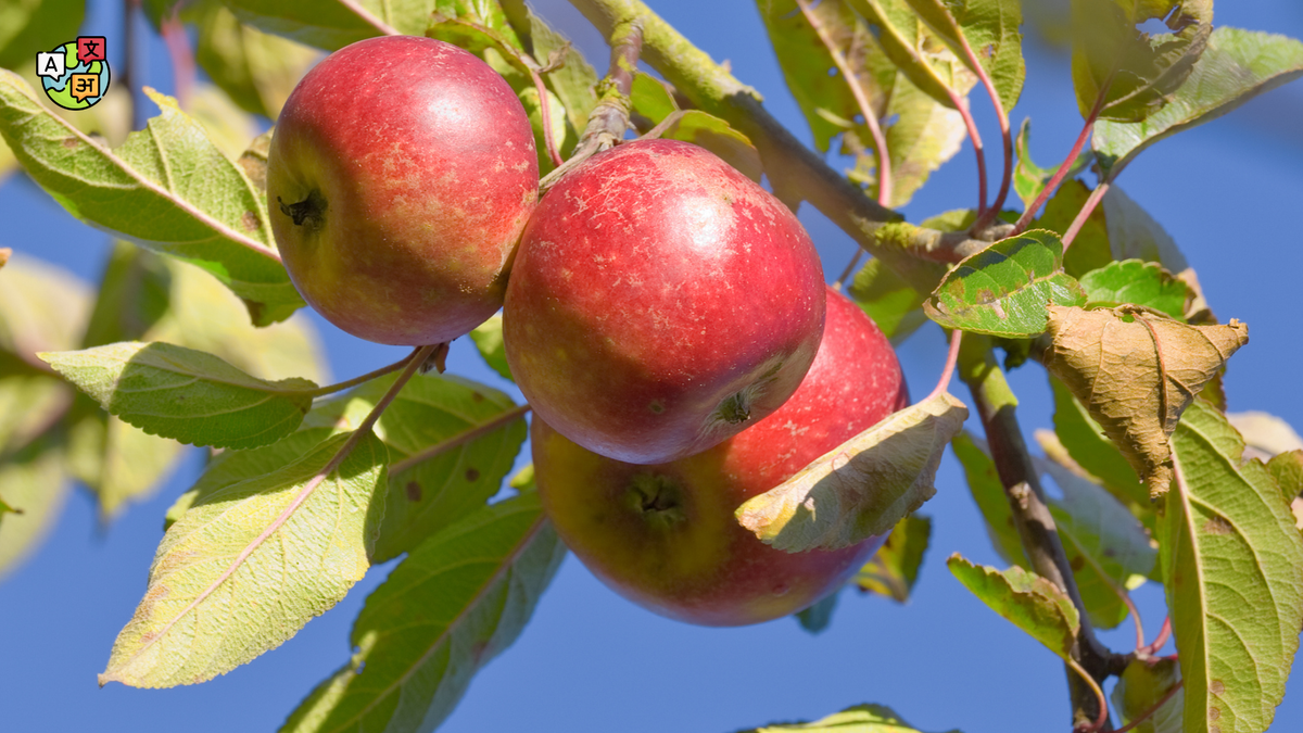 Does “fruition” come from the word “fruit”?