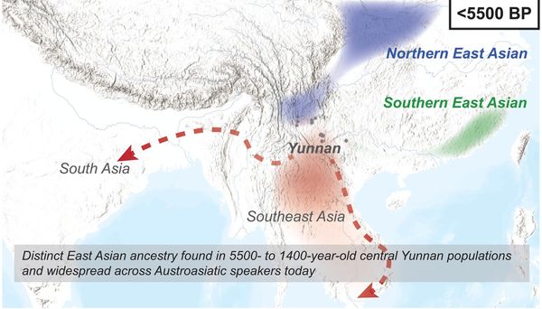 Islands are incubators of linguistic diversity, and people are more likely to cooperate with those who use similar linguistic constructions