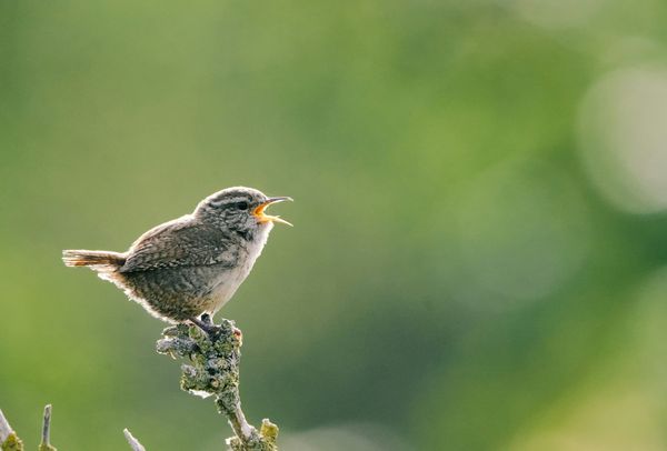 Birdsong exhibits a hidden feature of human language