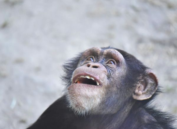 What an ape’s laugh can teach us about human language