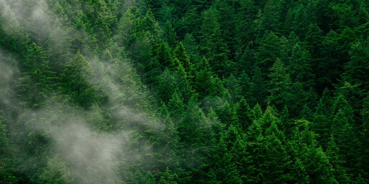 Al Gore's Just Climate raises $175m for natural capital