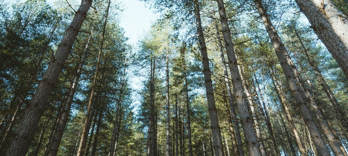 Gresham House raises over $500m for natural capital fund