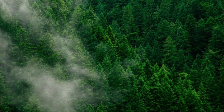 Al Gore's Just Climate raises $175m for natural capital