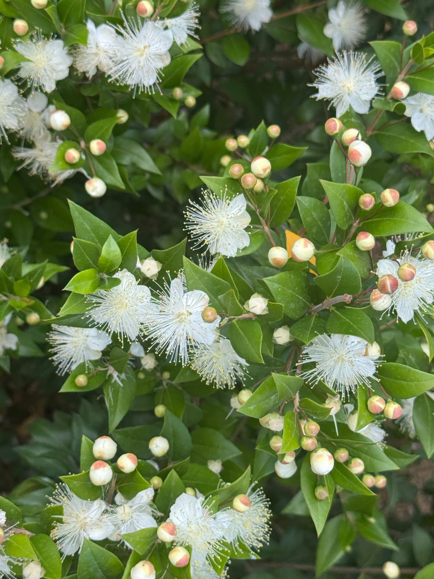 "Myrtle" by Jadyn Collins