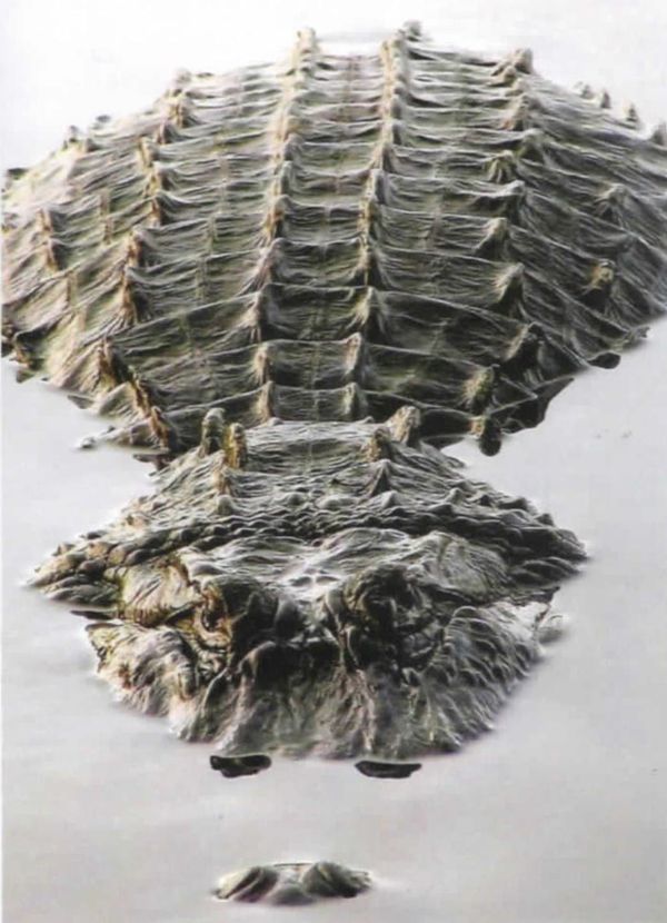 From the 2016 edition of The Waldorf Literary Review:        Car-ni-vor-ous, by Alyse DeVries