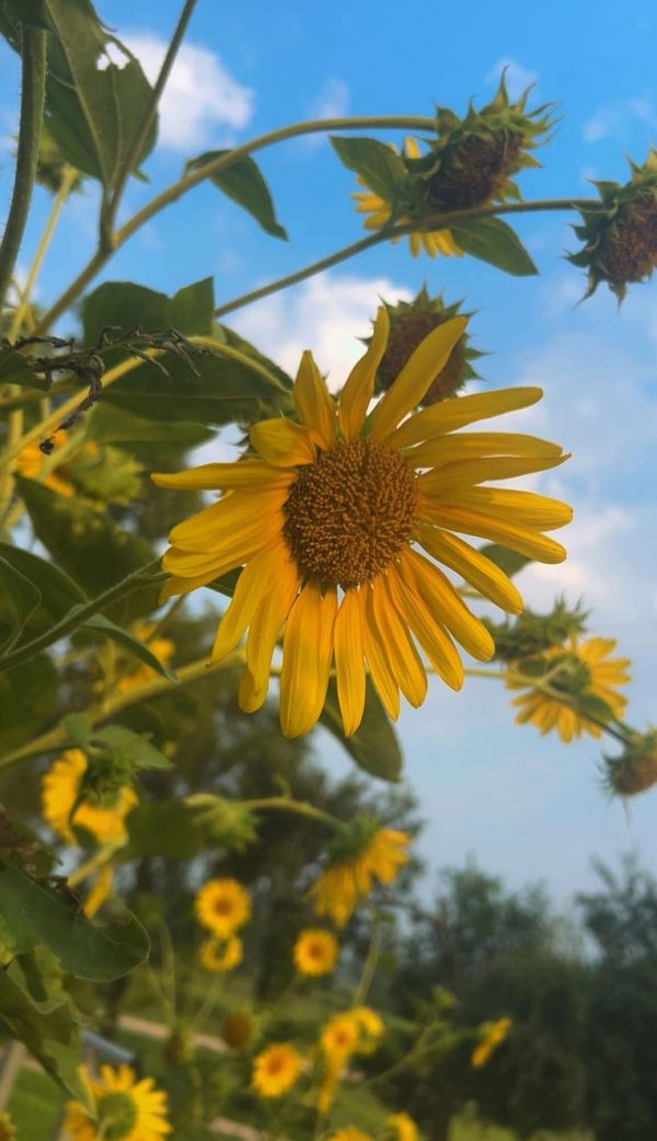 "Sunflowers" by Amelia Kobriger