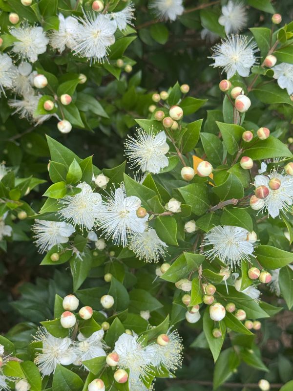 "Myrtle" by Jadyn Collins