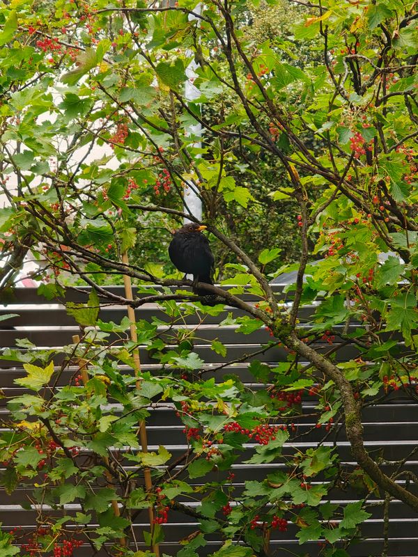 "Surrounded" by Arnaldur Stefansson