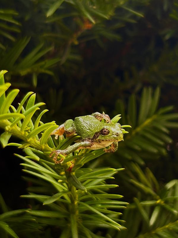 "Invasive Green" by Grace Kobriger