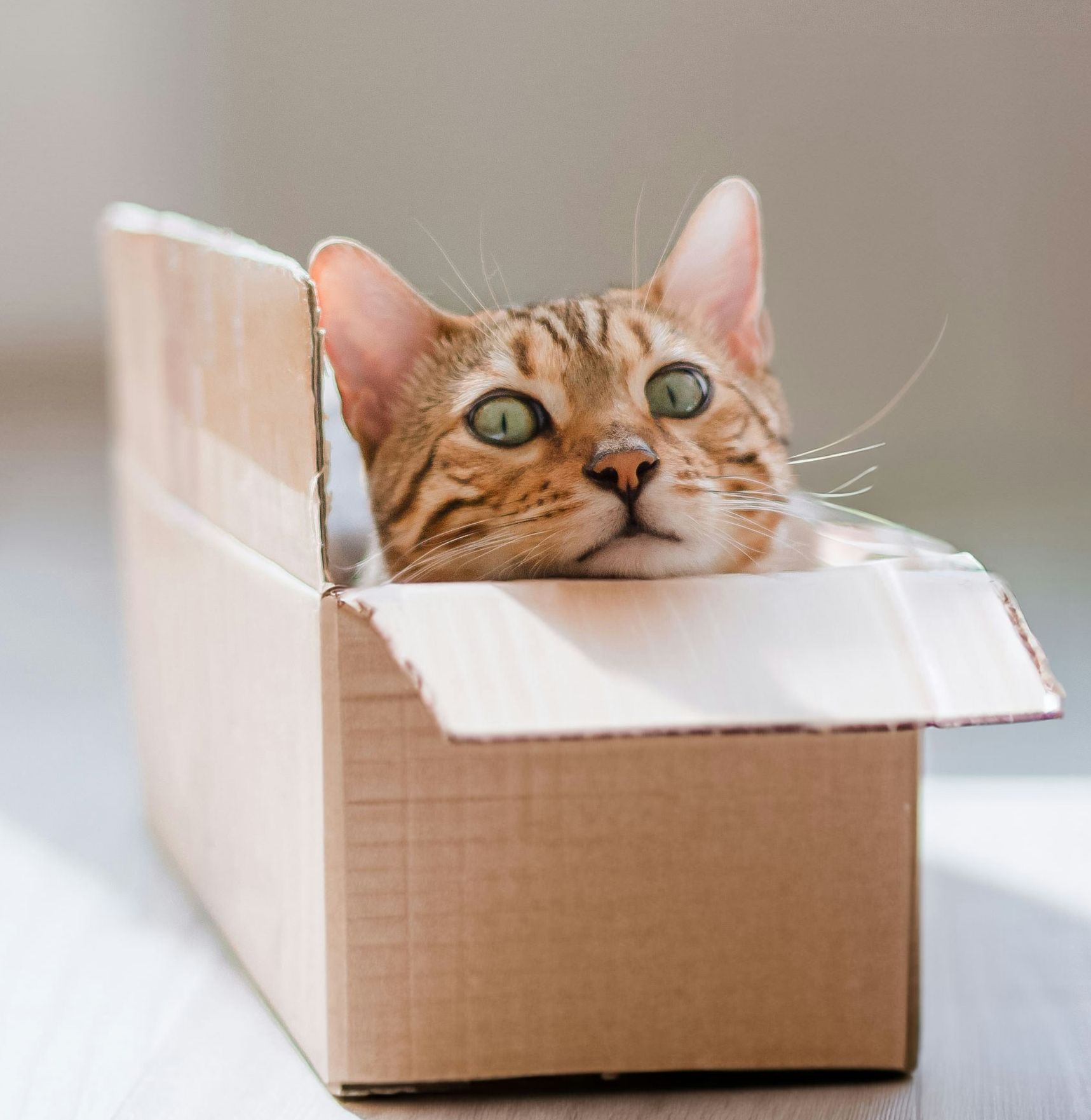 A Bengal patterned cat with green eyes hiding in a square cardboard box, with a paranoid look on its face. Only the head is visible. The tan box is on an off-floor, and the background is also off-white.