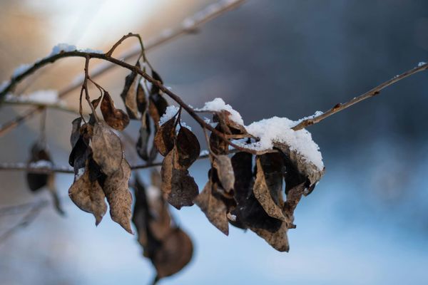 A closeup of a thin twig, covered with a dusting of snow, with dead, drooping leaves hanging off of it. All in all, a good visual representation of how I feel at the end of 2025.