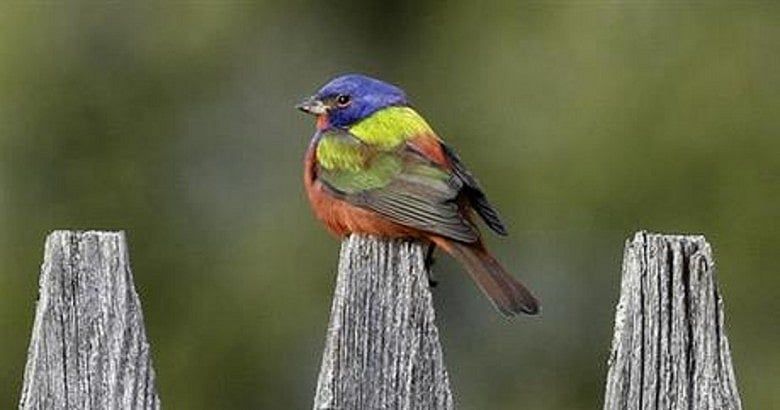 ‘Flying Rainbow’ bird draws watchers to Vermont town