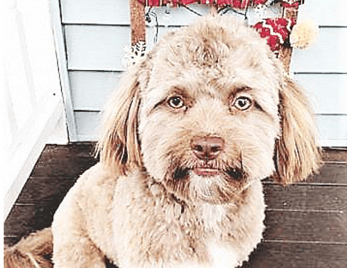 Does This Dog Look Human To You?