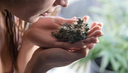 Put Local Marijuana Money Into Reparations Fund For Blacks, Amherst Advocates Say