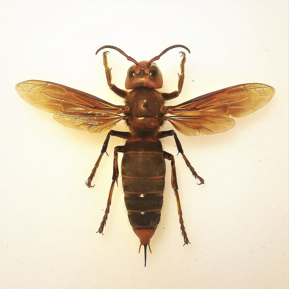 Murder Hornets Could Survive in Some Parts of New England, Biologist Says