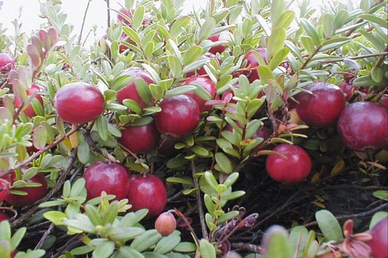 Cranking out cranberries for 10 generations