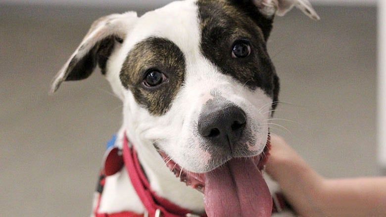 Animal Rescue Leagues are teeming with love and humanity