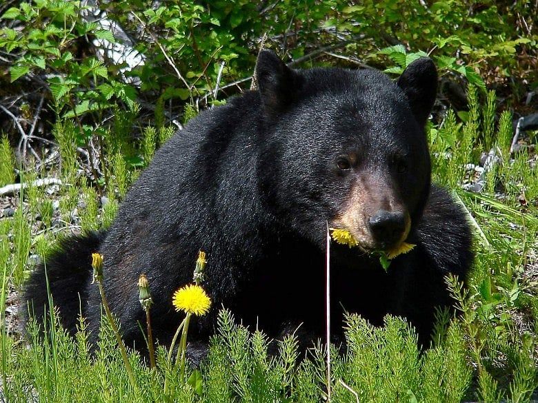 Wildlife, people increasingly intersect as territories overlap