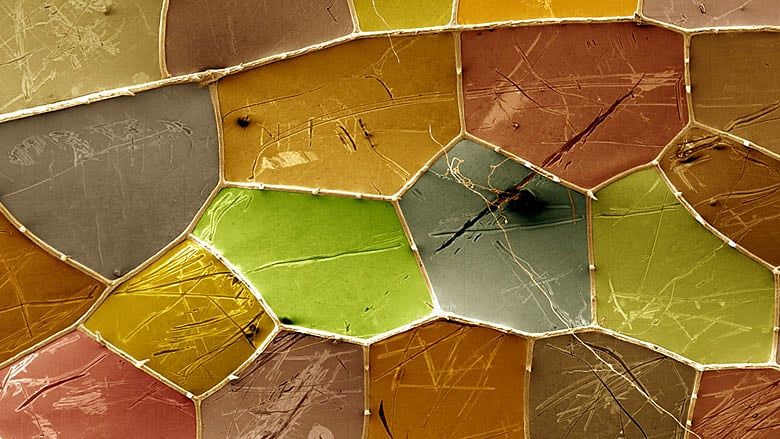 Macro or Micro? Museum of Science exhibit invites wonder at the world beyond our vision