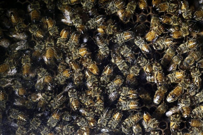 Ortho will drop chemicals linked to honeybee declines