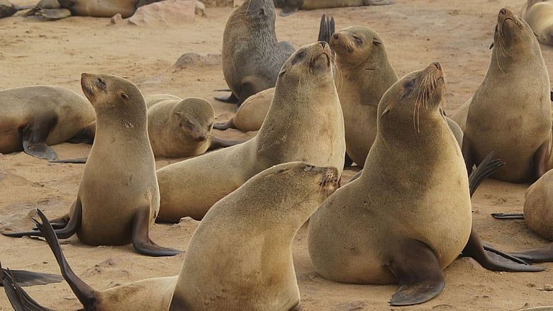 New England beachgoers warned: Don’t take selfies with seals