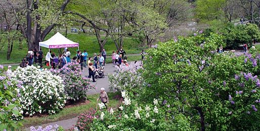 Arnold Arboretum Officials Plan Restoration of Five Gates