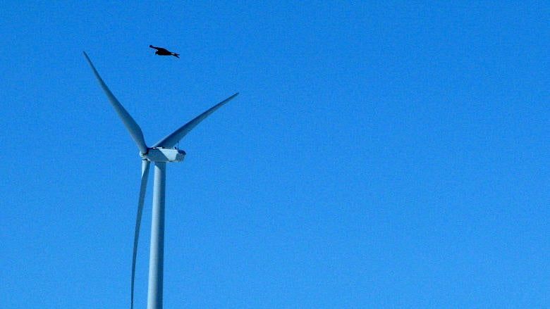 Obama would let windmills kill bald eagles by the thousands