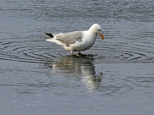 Cape Ann Seagull Steals Credit Cards and Cash — Again