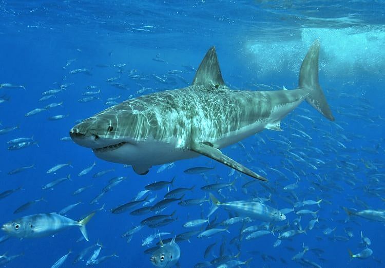 More Than Twenty Sharks Spotted Off Massachusetts Beaches
