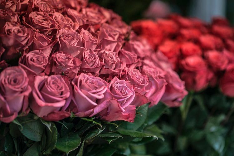 Most Massachusetts Congressmen Are Flower Children, Campaign Records Show