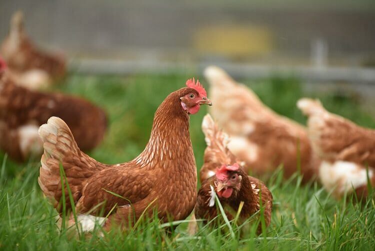 Deadly Bird Flu Sweeps States, Straining Farmers And Raising Prices
