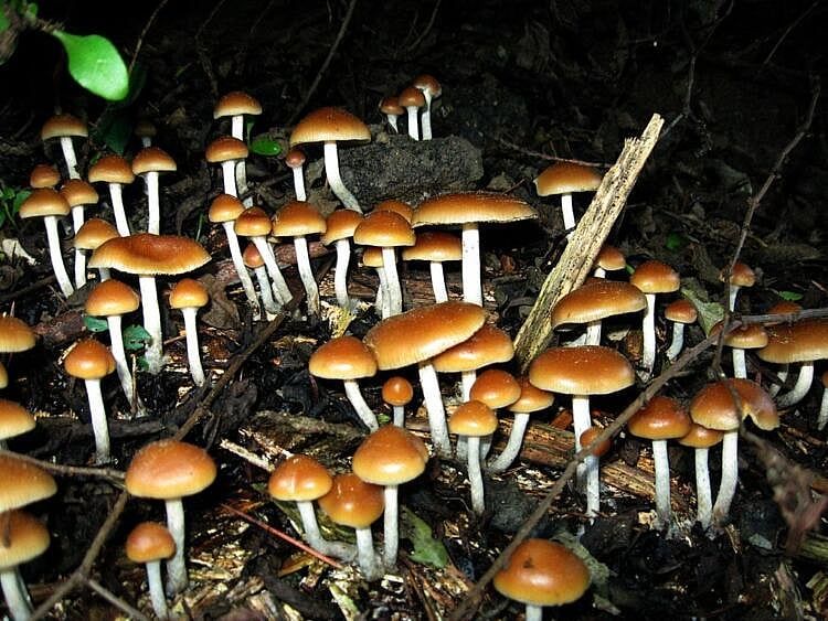 Massachusetts Republican Pushing Psychedelic Legalization Bills